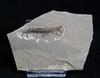 Permian Branchiosaur Fossil - With Case #1695-1